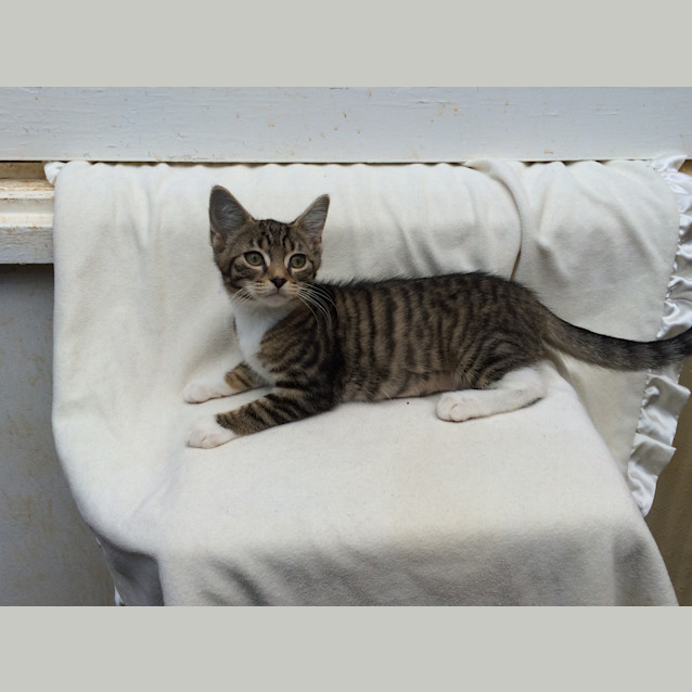 Photo of Lucky Chance