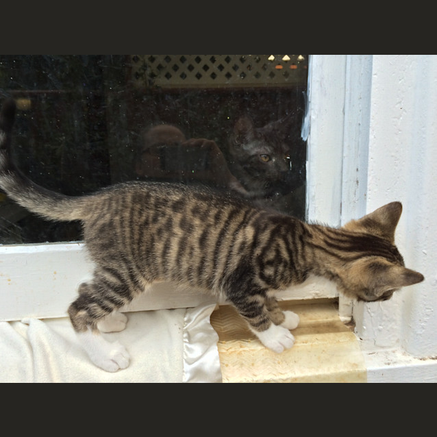 Photo of Lucky Chance