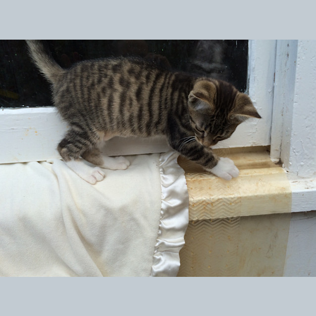 Photo of Lucky Chance