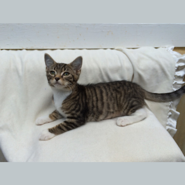 Photo of Lucky Chance