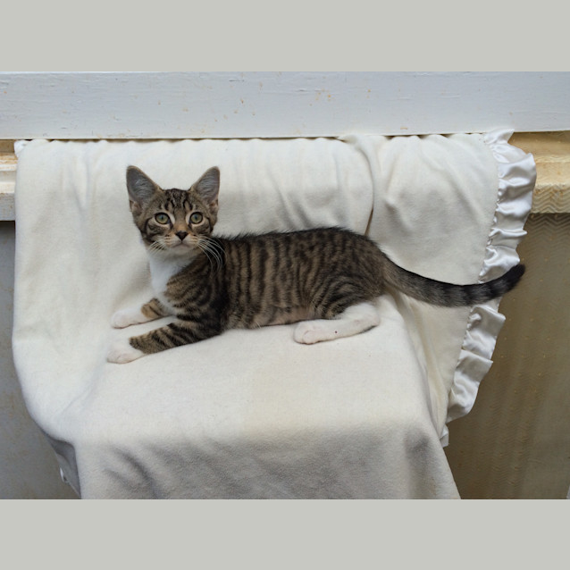 Photo of Lucky Chance