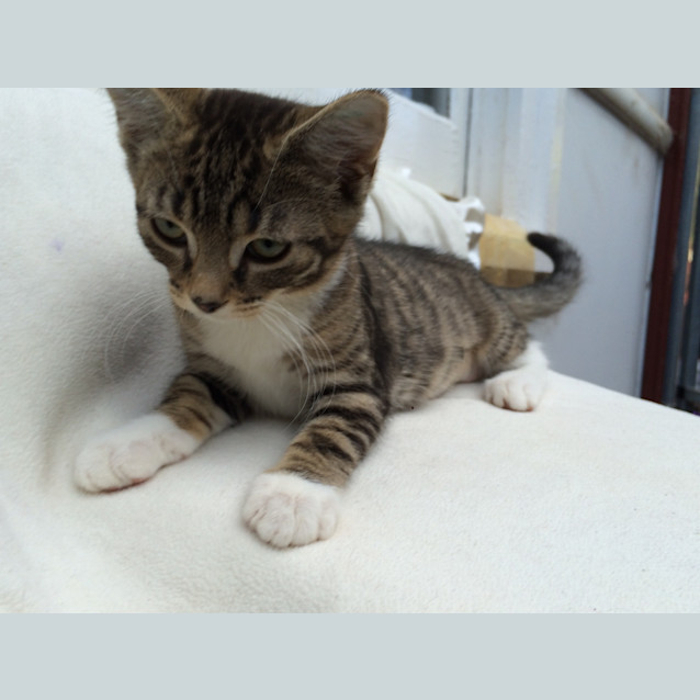 Photo of Lucky Chance