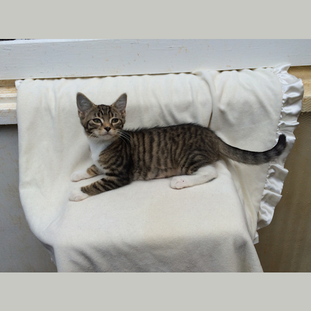 Photo of Lucky Chance