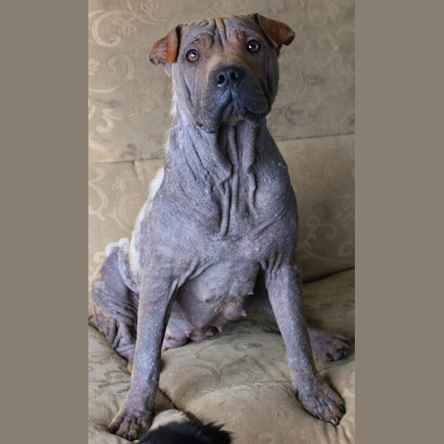 Photo of Holly (Adoption Pending)