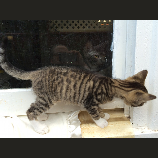 Photo of Lucky Chance