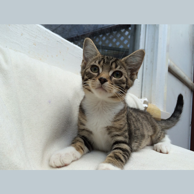 Photo of Lucky Chance