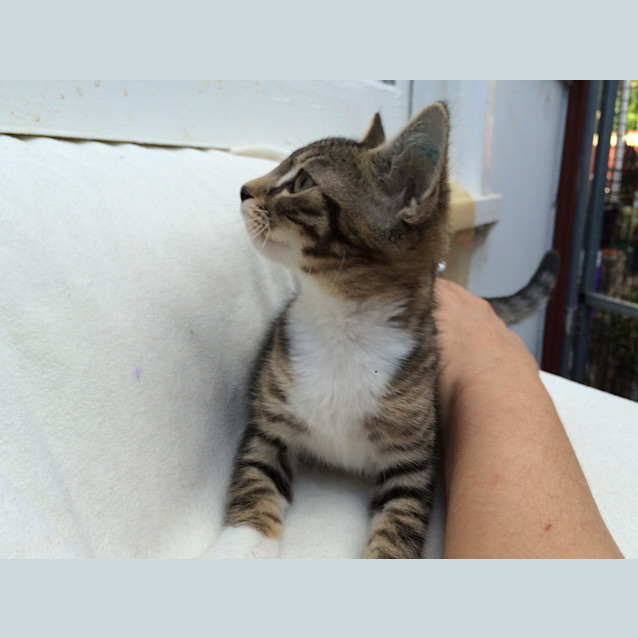 Photo of Lucky Chance