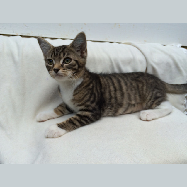 Photo of Lucky Chance