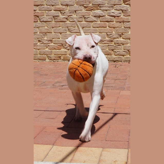 Photo of Pink
