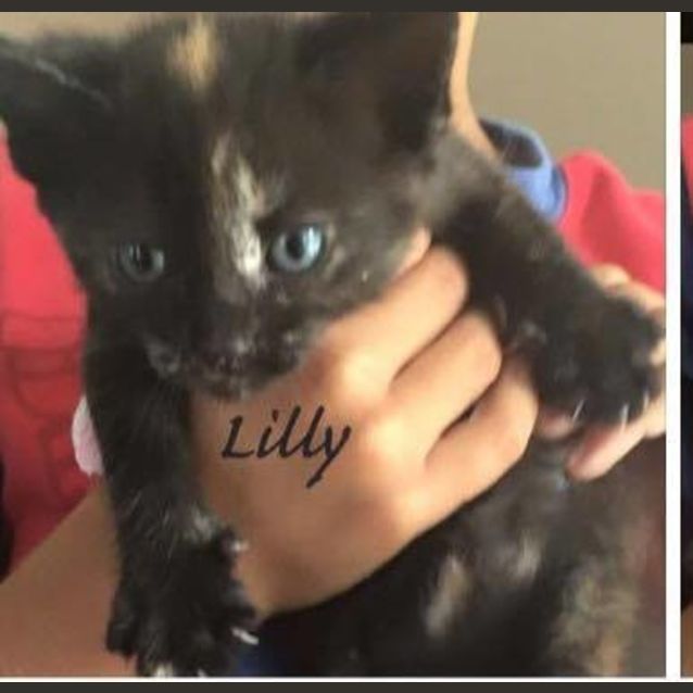 Photo of Lilly * $100 Only! *
