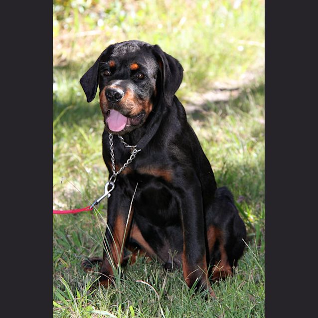 Photo of Skipper