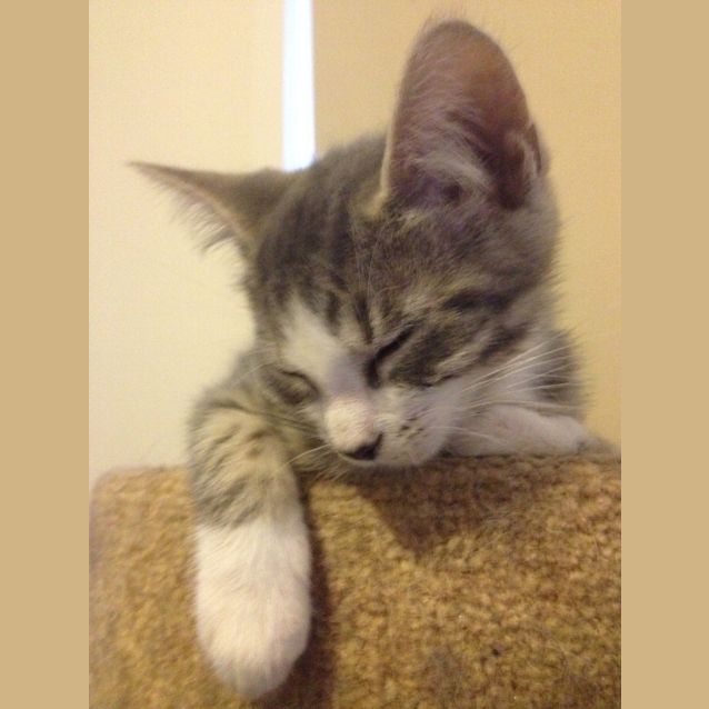 Photo of Cinders