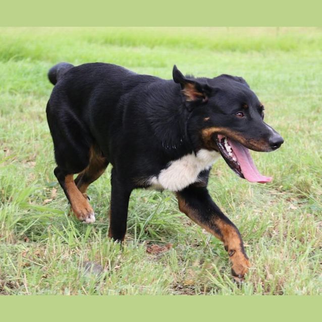 Photo of Perry (Adoption Pending)