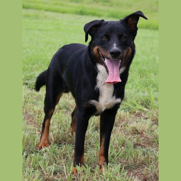 Photo of Perry (Adoption Pending)