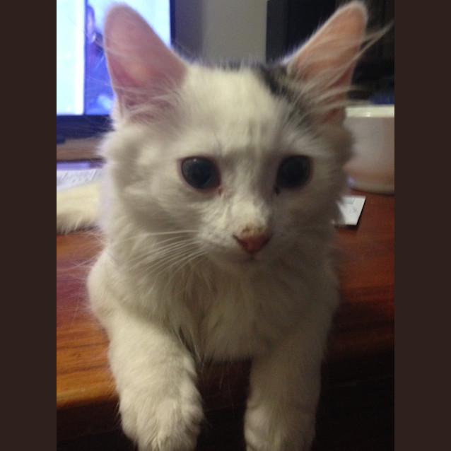 Photo of Gizmo