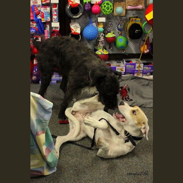 Photo of Ziggy Stardust