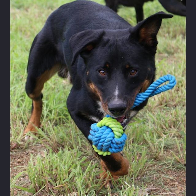 Photo of Perry (Adoption Pending)