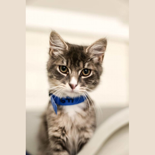 Photo of Spruce (0677)