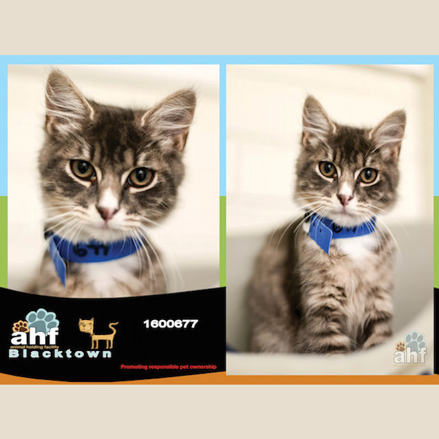 Photo of Spruce (0677)