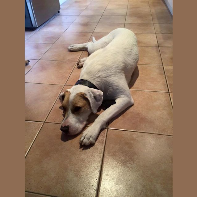 Photo of Ziggy Stardust