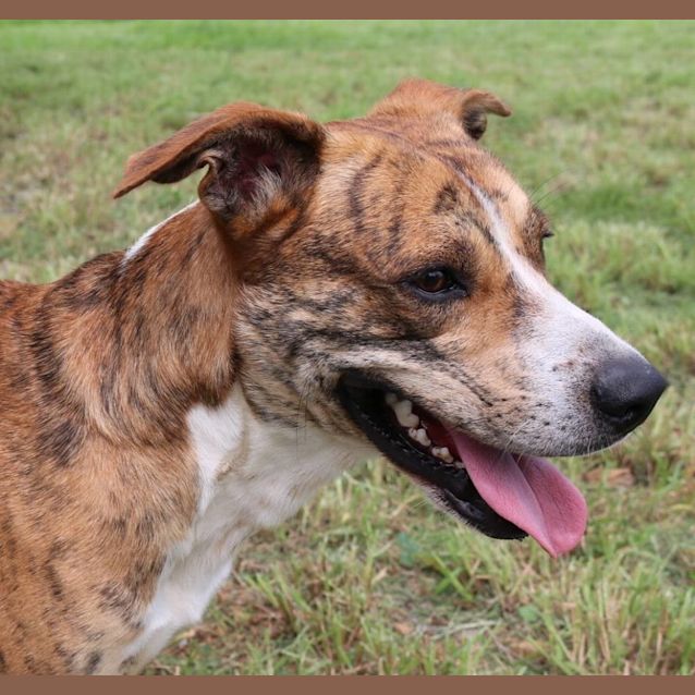 Photo of Butch (Adoption Pending)