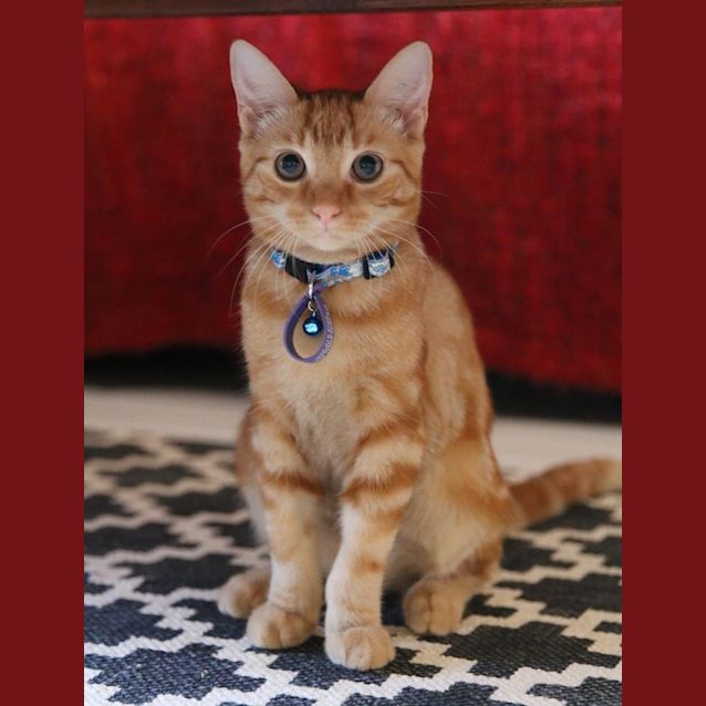 Photo of Peach 