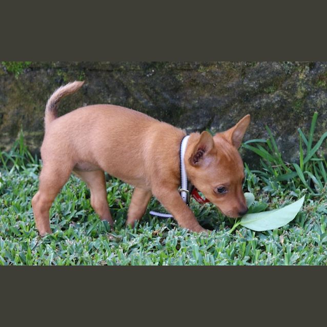 Photo of Caramel