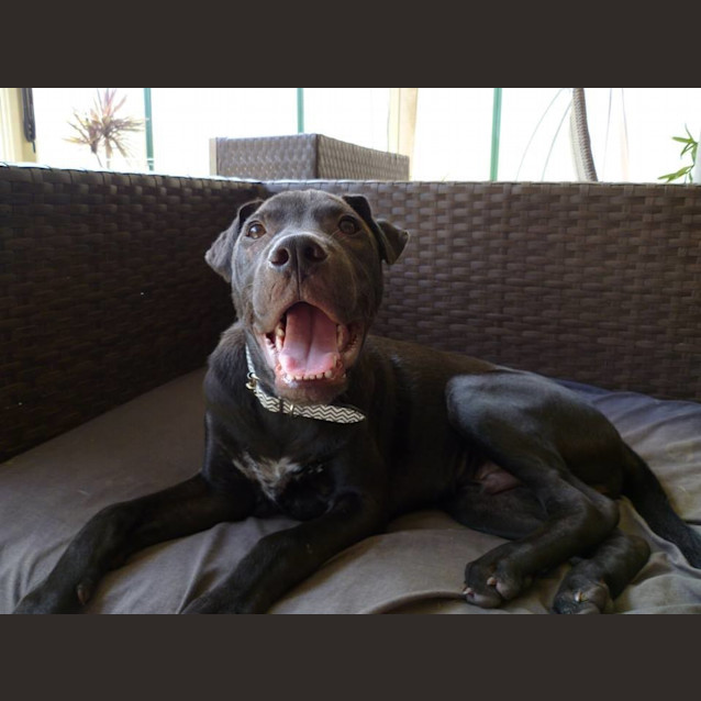 Photo of Rocco *I'm Just $200!*
