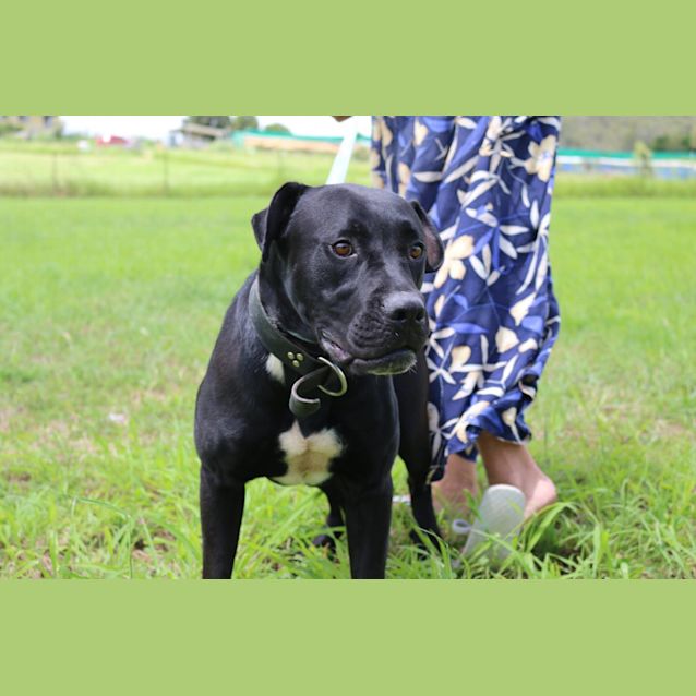 Photo of Boof (Adoption Pending)