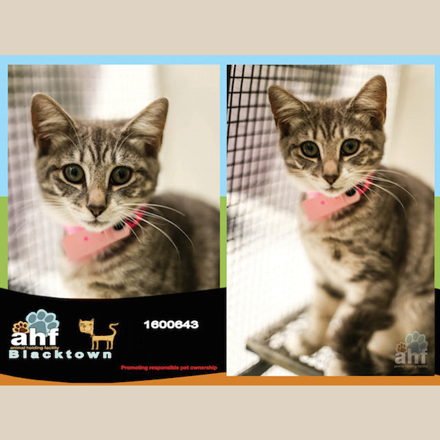 Photo of Beech (0643)