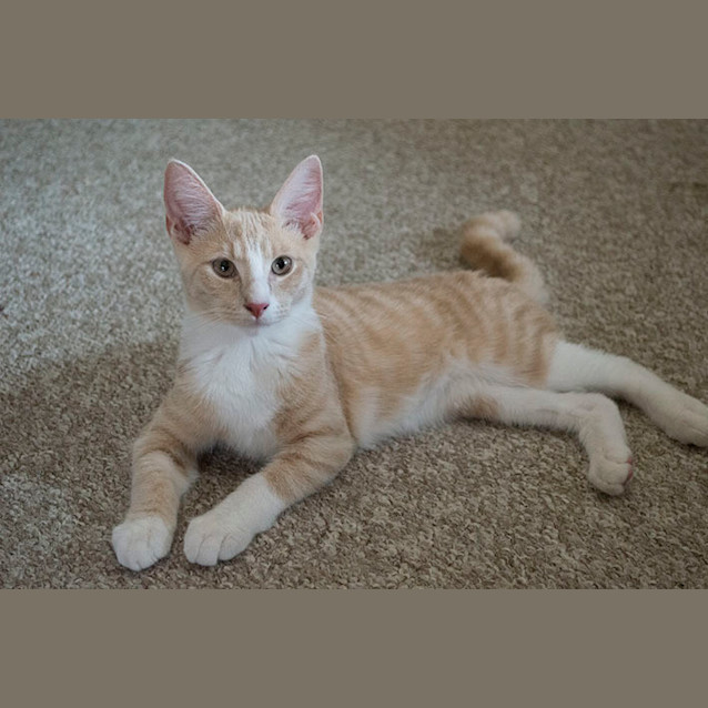 Photo of Latte 