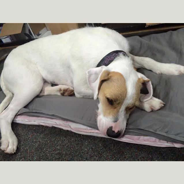 Photo of Ziggy Stardust