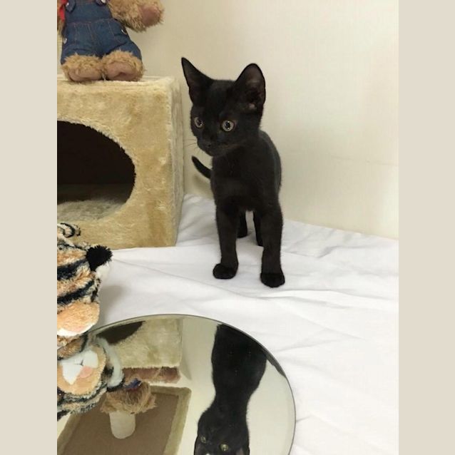 Photo of Smoochy Akira Dreams Of A Forever Home