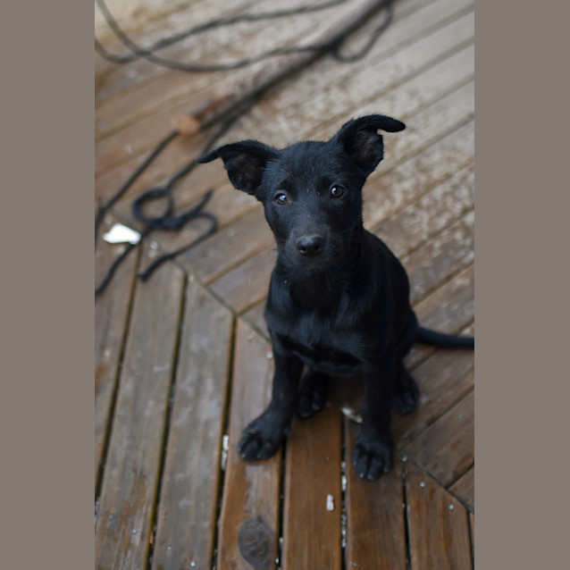 Photo of Skye