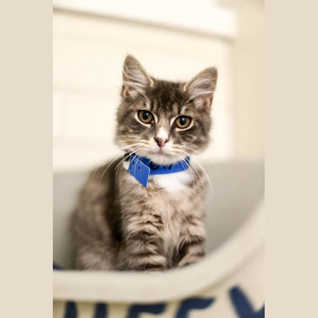 Photo of Spruce (0677)