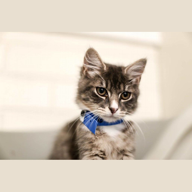 Photo of Spruce (0677)