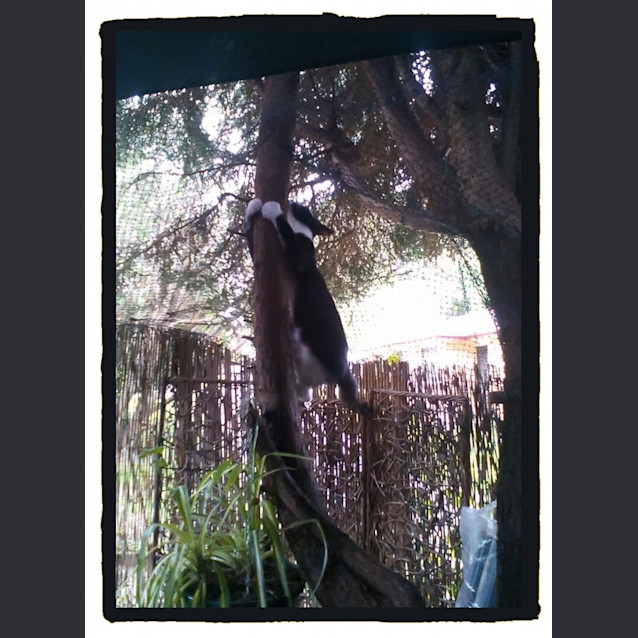 Photo of Marcell @ The Pet House Tuggerah