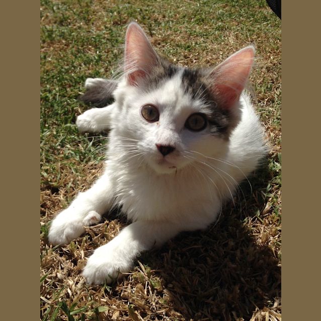 Photo of Pogo
