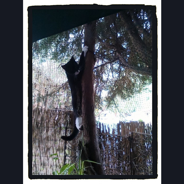 Photo of Marcell @ The Pet House Tuggerah