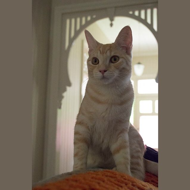 Photo of Rusty 