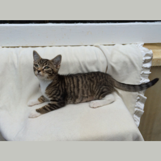 Photo of Lucky Chance