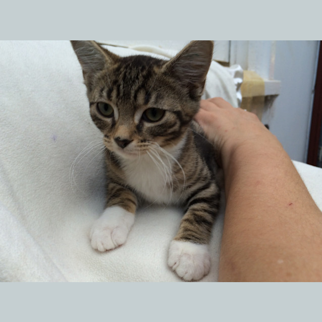 Photo of Lucky Chance