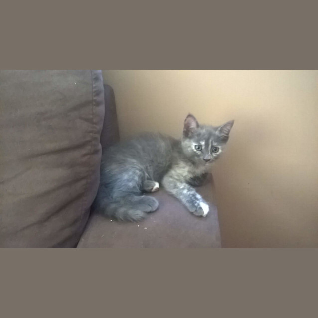 Photo of Sophie * $100 This Month Only! 