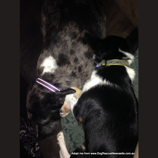Photo of Bindi ~ Senior Staffy (Adopted 16/7/16)