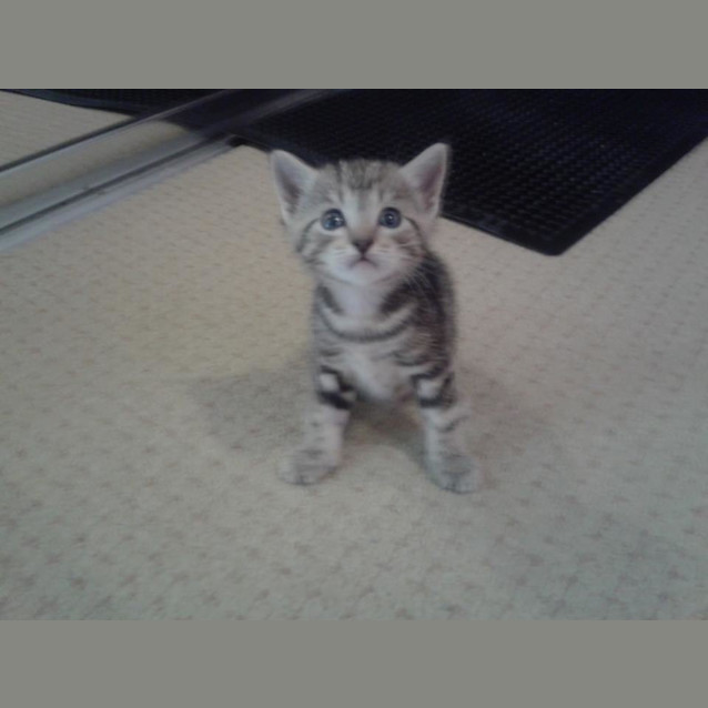 Photo of Misty * $100 Only! *