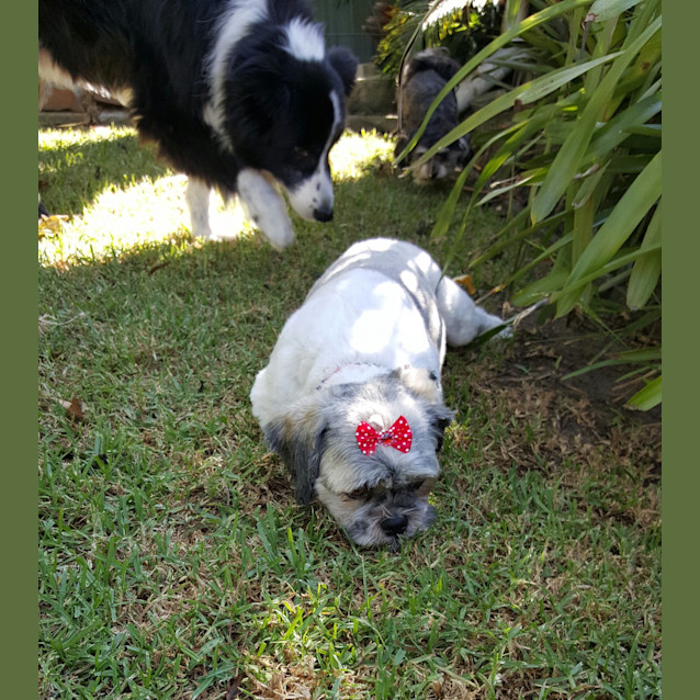 Photo of Bella