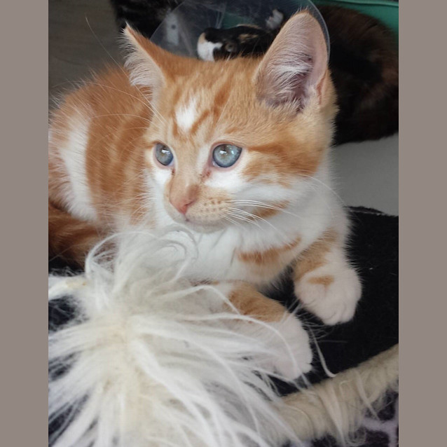 Photo of Kittens (On Display At Vets On Parker)