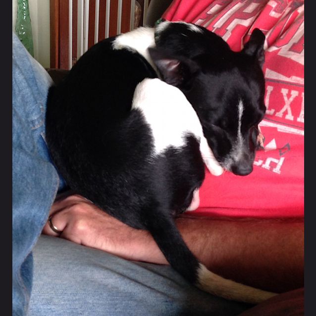 Photo of Milo ~ 4yo Male Fox Terrier (On Trial 7/06/16)