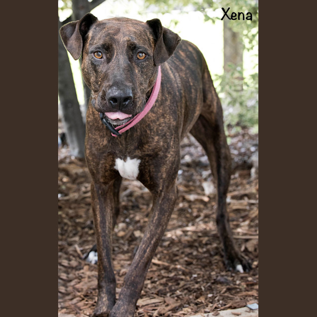Photo of Xena Id30158