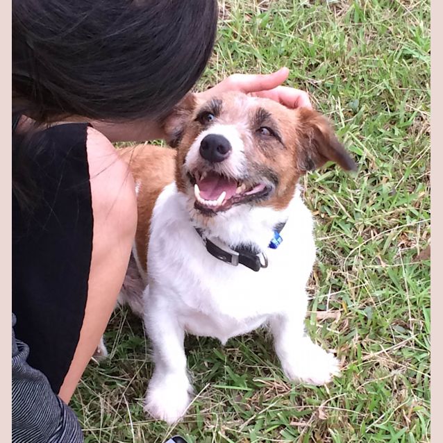 Photo of Bailey ~ Jack Russel ~ On Trial 28/2/16